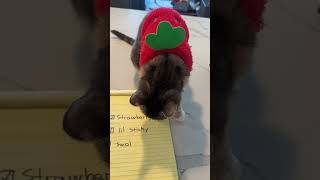 Download lagu A bath video would be mayhem. #cats #fyp #strawberryandbean #viral mp3