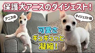 【感動ダイジェスト】保護犬アニスの可愛すぎる1ヶ月まとめ｜Anise’s Best Moments & Highlights｜Houston Lifestyle Vlog