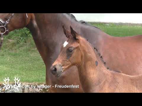 Colt by Integer   Freudenfest