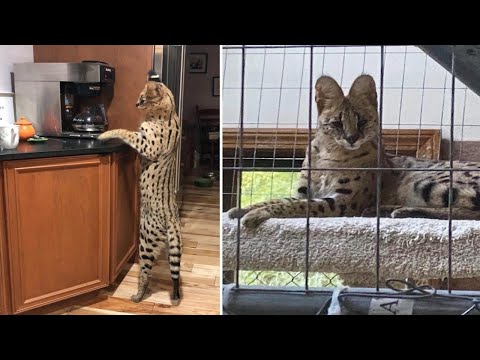 Serval cat Spartacus weighing 40 lbs is back in New Hampshire home after escaping for three days