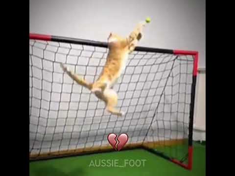 Cat 🐱 X Lev Yashin 🇷🇺😂 #shorts #football #hearttrend #viral #funny #trending