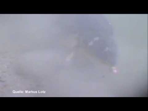Karpfenangeln Videotagebuch TEASER 07-2011