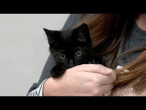 Video of the Day: West Virginia city adopts stray cat as mascot