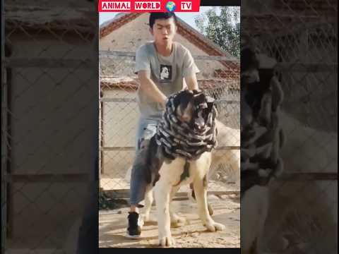 Kangal Dog Vs Alabai Dog Fight#shortvideo #animalworldtv