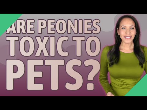 Are peonies toxic to pets?