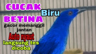 Download lagu pakai suara cucak biru betina ini dijamin jantan malas bunyi langsung gacor mp3 Download lagu pakai suara cucak biru betina ini dijamin jantan malas bunyi langsung gacor mp3