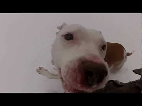 Wallace the Pit Bull Enjoys a Snow Day