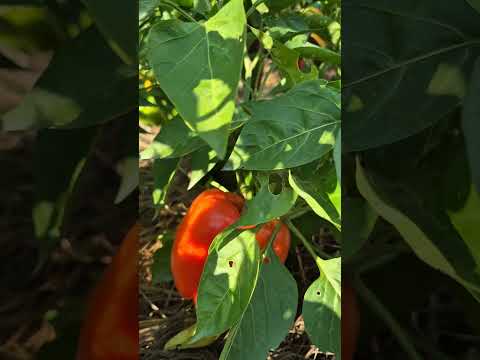 Pepper Hercules F1 #review #organic #organicvegetables #gardens #organicfarming #pepper #garden #...