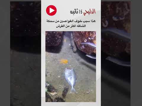 اخطر سمكه يخافون منها الغواصين #اكسبلور #offroadoverland #offroad #smartphone