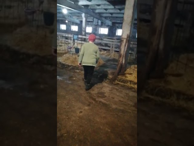 Телятница КФХ " Ансель Вафауллин" Равия Ахметова со своими питомцами.??
