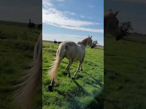 Maison de retraite chevaux/poneys- Earl de Roncherolles