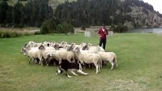 Gossos d&#39;atura. Jordi Muxach i el gos Excalibur (Vall de Núria 01/09)