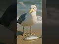 Seagull S Shocking Moment The Fish Jumps Back To Life Give Me Back My Sympathy