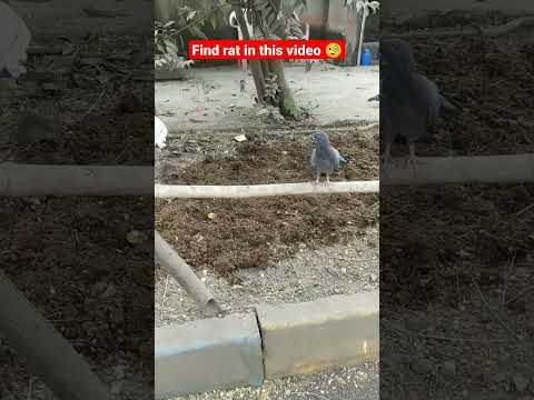 🧐😳😮dangerous rat hide and attack pigeon#find #fundayzsrv