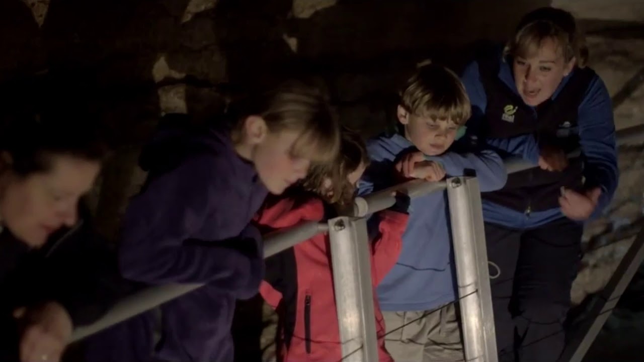 Discover the highlights of Te Anau Glowworm Caves.