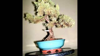 preview picture of video 'Bonsai Carlos'