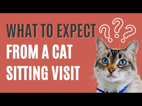 What to Expect During a Cat Sitting Visit - The Comforted Kitty