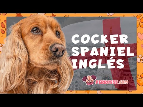 Guía oficial de Cocker spaniel inglés