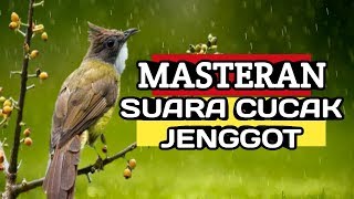 Download lagu SUARA CUCAK JENGGOT BESETAN KASAR DAN TAJAM, Masteran Burung Cucak Jenggot || MASTERAN TERBARU mp3