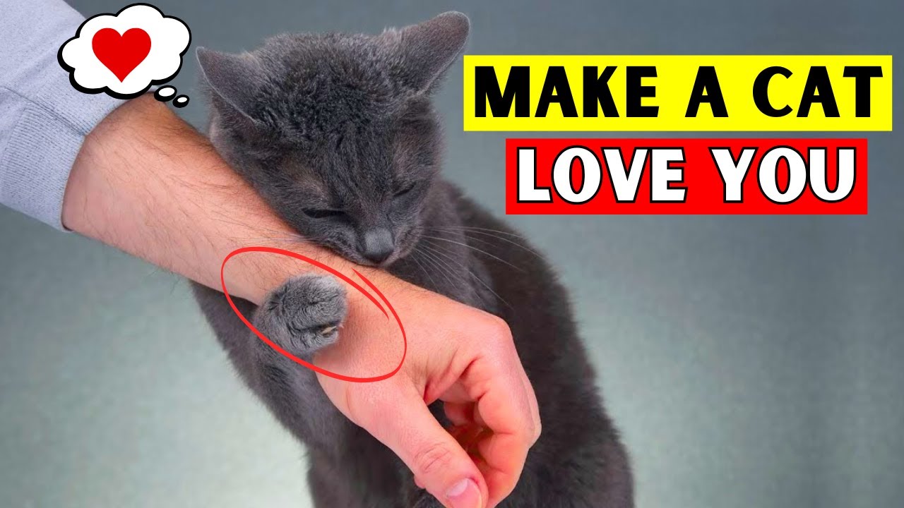 9 Scientific Ways to Get Your Cat Like You More