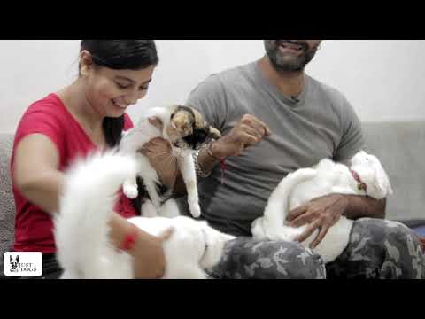 My Pet My Story | Jaimin, Alka and their 7 Cats | Just Dogs 2020