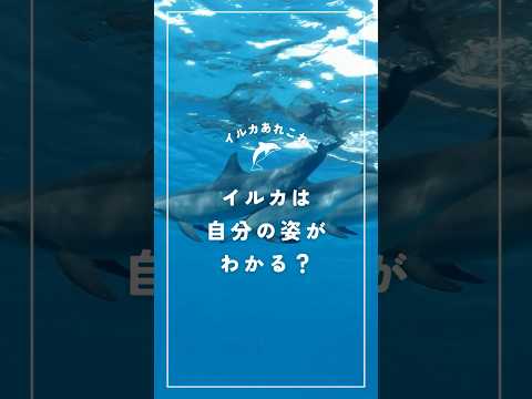 インド洋ハンドウイルカについて詳しく解説