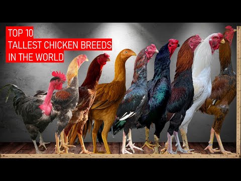 Top 10 Tallest Chicken Breeds in the World