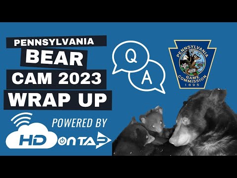 Black Bear Den | HDOnTap - Free Live Cams From Around the World  
