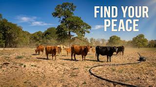 1 Hour of Texas Cows Enjoying Mid Morning Pasture Time | Peaceful Farm Sounds | Work From Home Relax