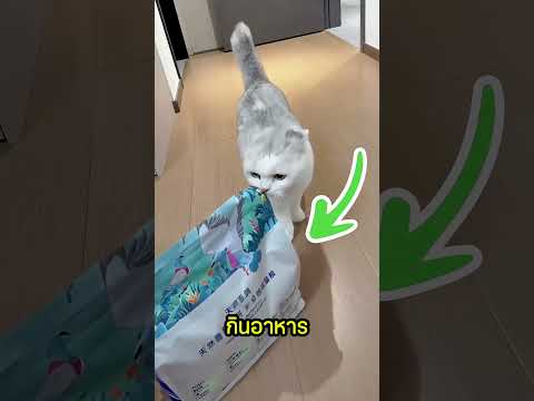 อย่าเลี้ยงนกพิราบถ้าคุณมีแมว