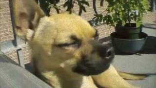 Elliot on Cat Power's Salty dog