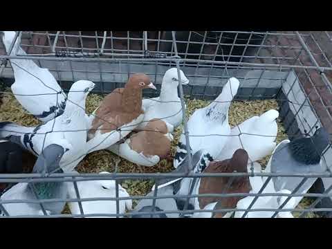 Warszawa Targ gołębi - rzut oka na klatki i do roboty. 12.04.2025 r.