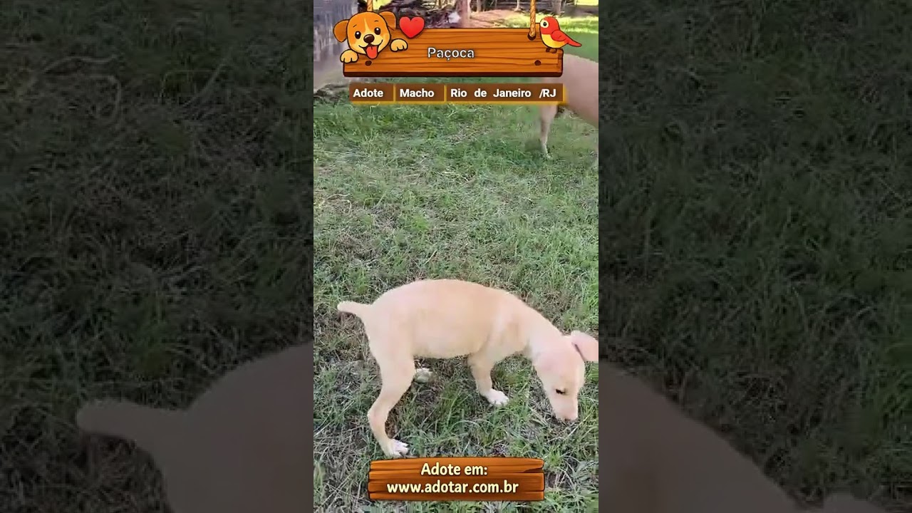 Cachorro raça SRD-ViraLata idade 2 a 6 meses nome Paçoca