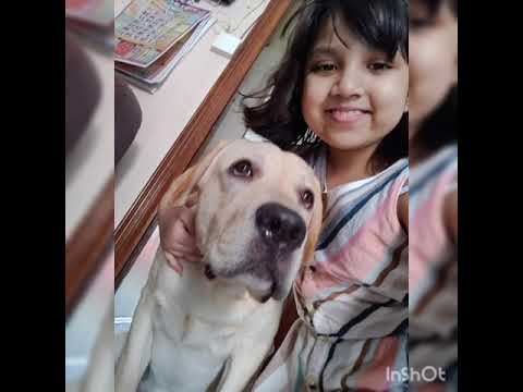 Three days in Chandigarh with my dog Roxxy # Merry vlogs