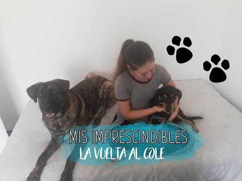 Mis imprescindibles : La vuelta al cole con Magon y Taher | Lilly Refuse