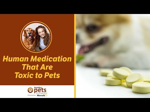 Dr. Becker Discusses Human Medications That Are Toxic to Pets