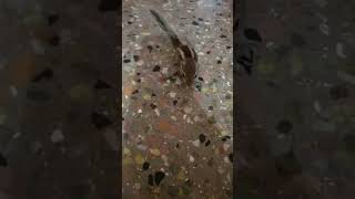 Download lagu like potu vidu ga. mp3