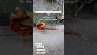 Download lagu Harga Ayam Hias Golden Pheasant #ayamhias #pheasant #goldenpheasant mp3