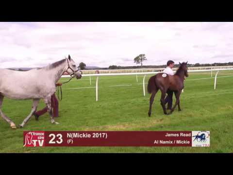 TBA Foal Show 2017 - Lot 23 - F17 - Al Namix & Mickie