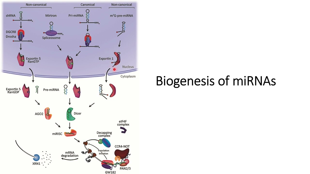 Biogenesis of miRNA (microRNA) #Code: 495