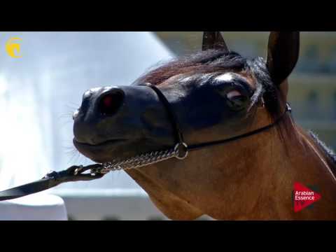 N.20 TANIA AL RAIX - MENTON 2017 - Yearling Fillies (Class 1B)