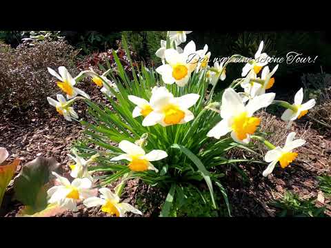 Über 25 Eichen nach Stadtoldendorf