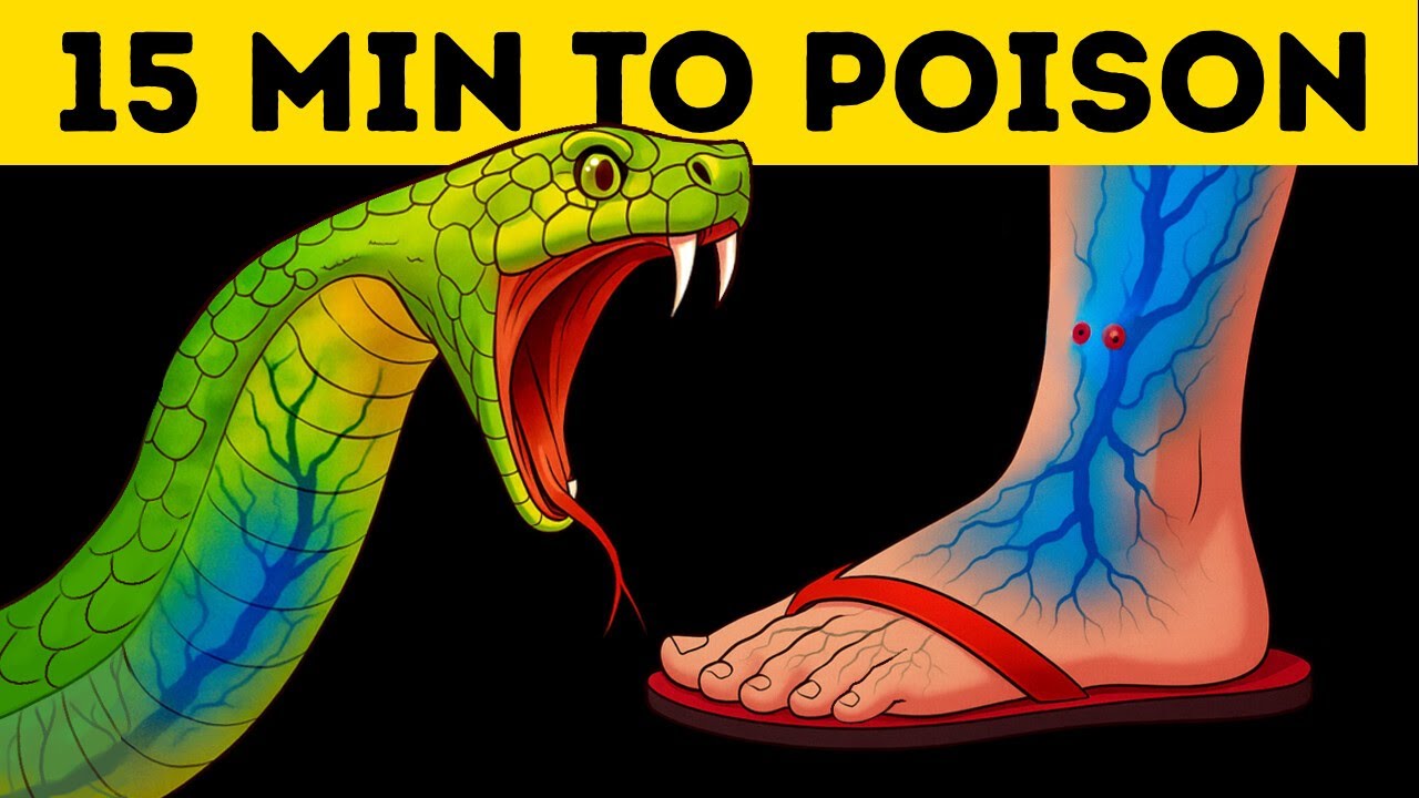 What a Snakebite Really Does to Your Body