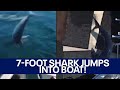 WATCH Mako Shark Jumps Onto Fishing Boat In Maine