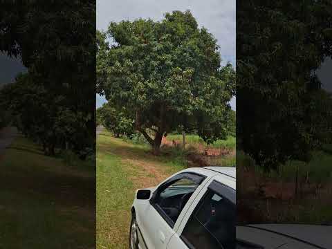 Santo Antônio do aracanguá sp