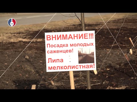 Управление городского хозяйства активно занимается озеленением города