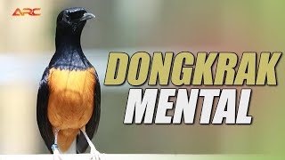 PANCINGAN DAN MASTERAN MURAI BATU CEPAT NYAUT TERBUKTI AMPUH