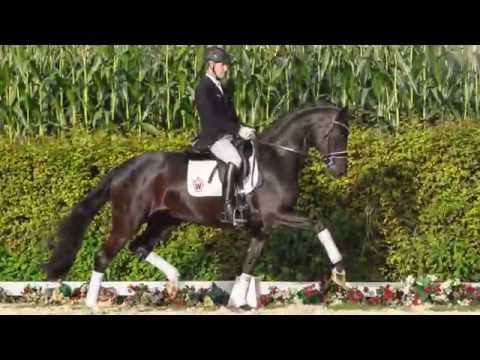 31 Florentina  Stute v. For Romance I - Sandro Hit