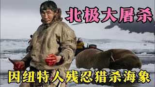 因纽特人残忍猎杀海象，可鲸鱼才是他们的最爱，因纽特人的生活！