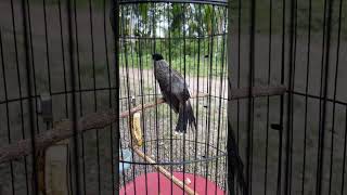 Download lagu burug Kutilang Rasa Kacer, Persis Kacer Maskot disini #burung #kicaumania #qinarabanyuwangi mp3 Download lagu burug Kutilang Rasa Kacer, Persis Kacer Maskot disini #burung #kicaumania #qinarabanyuwangi mp3